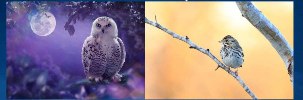 Chronotype Night Owl Morning Lark